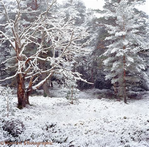 Scots Pine forest with snow photo WP05727