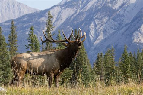 ROCKY MOUNTAIN ELK - GOABC Guide Outfitters Association of British Columbia Canada