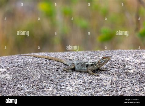 Dumeril's Madagascar Swift, Oplurus quadrimaculatus, Andringitra ...