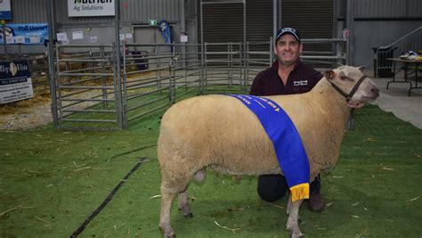 Charollais on show at Bendigo | Queensland Country Life | QLD