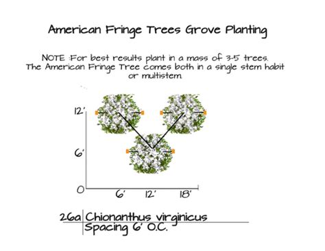 American Fringe Trees for Sale | Garden Goods Direct