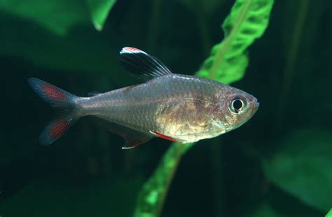 Fish Stories: Serpae tetra? Or not?