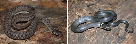 Common Snakes of the High Country of Western North Carolina | N.C ...