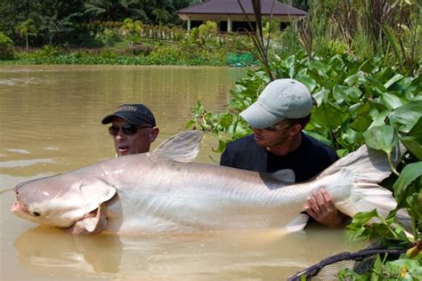 Species Spotlight: Mekong Catfish | Sportquest Holidays