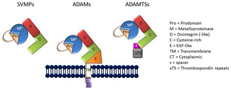 Toxins | Free Full-Text | A Disintegrin and Metalloprotease (ADAM): Historical Overview of Their ...