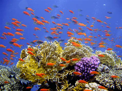 Free Images : sea, water, diving, coral reef, habitat, ecosystem, underwater world, organism ...