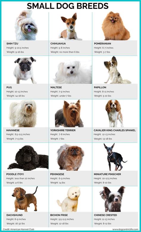 Small Dog Breeds - Infographic in 2023 | Dog breeds chart, Lap dog ...