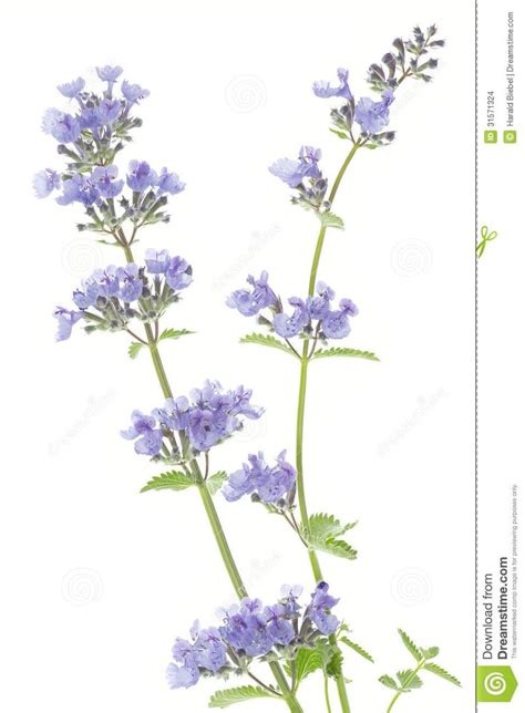 Catnip flowers (Nepeta cataria) | Cats art drawing, Plant drawing, Herb ...