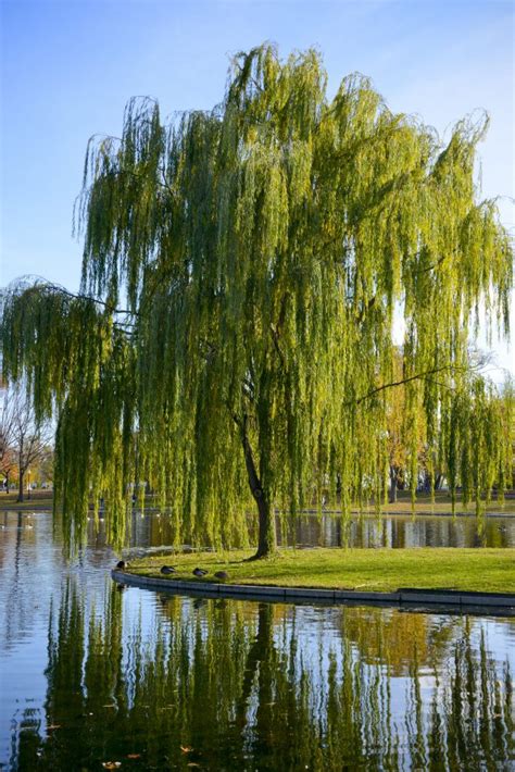 Weeping Willow - Salix Babylonica | Deciduous Trees | Cold Stream Farm