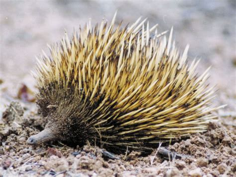 echidna - Kids | Britannica Kids | Homework Help