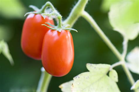 20 Determinate Tomato Varieties to Grow in Your Garden