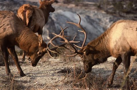 The Wildlife of Grand Canyon National Park - Animals Network