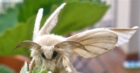 Bizarre Poodle Moth Fascinates...and Frightens | ThatViralFeed