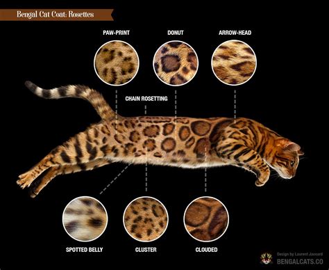 A Deep Dive into Bengal Cat Coat Colors and Patterns - Unraveling the – PAWTOPIA BENGAL