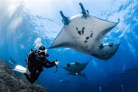 The Wonders of Nusa Penida Diving is Summer Perfect - Shamrocktemecula