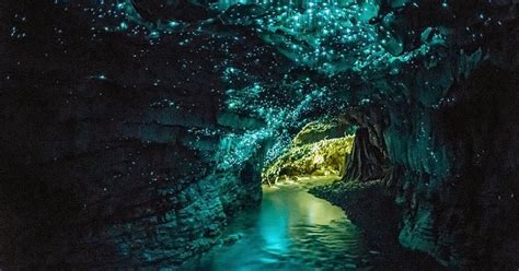 Waitomo Glowworm Caves, New Zealand - Unbelievable Info