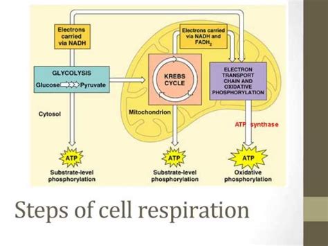 Stages Of Cellular Respiration