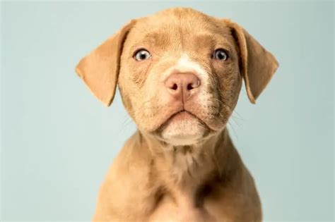 Pit Bull Lab Mix: Personality, Temperament, and Characteristics | Perfect Dog Breeds