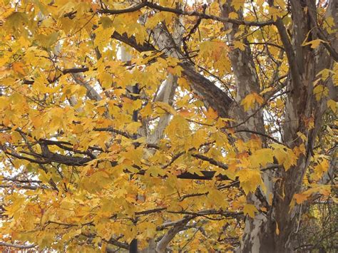 Sycamore tree in fall stock photo. Image of lawn, bare - 112976444