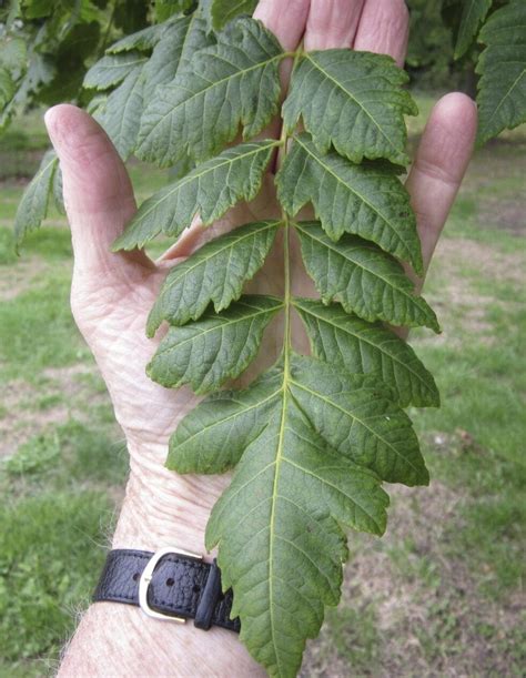 Leaf Pinnate - Tree Guide UK - Tree ID by pinnate leaf