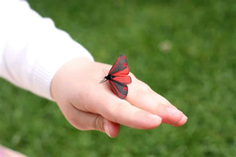 Cinnabar Moth (Tyria Jacobaeae) - Everything You Need To Know