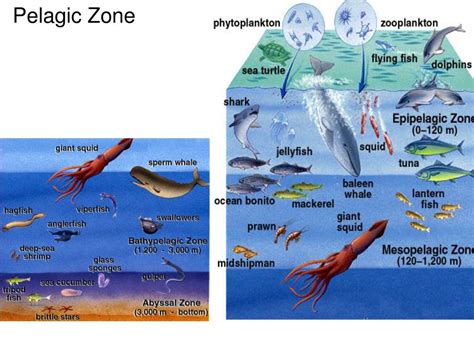 PPT - Biomes PowerPoint Presentation, free download - ID:461163