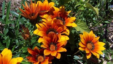 Types of Angiosperm Flowers | Garden Guides