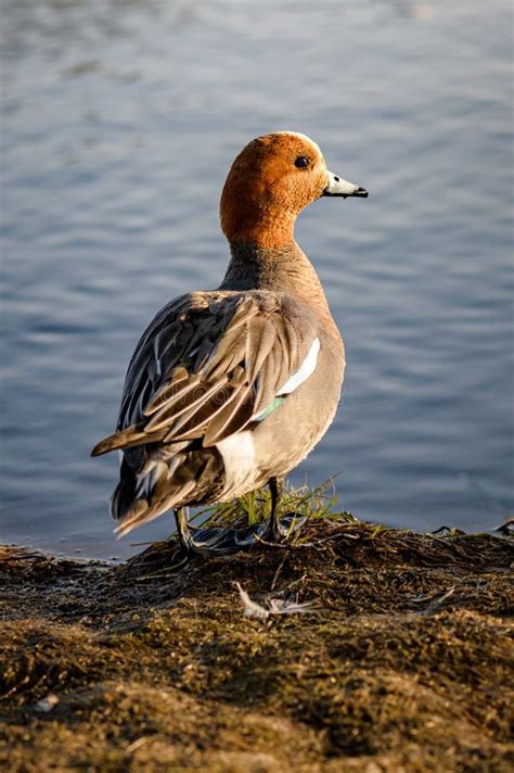 Male Eurasian Wigeon in a Natural Environment Stock Image - Image of penelope, wildlife: 152022047