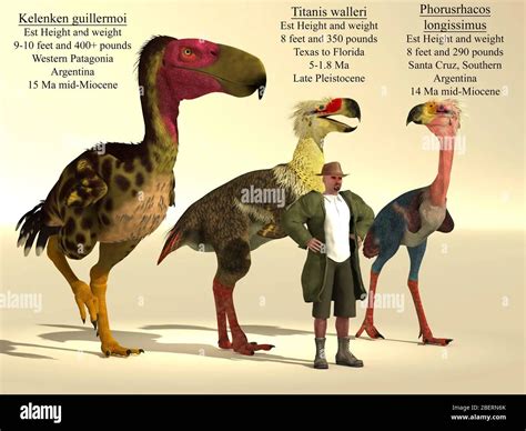 Ave Del Terror Kelenken: Especie Prehistórica Impresionante | Loros Y ...