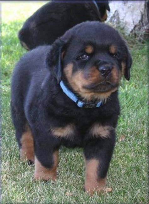 rottweiler puppy 90 Dog Training Tips http://tipsfordogs.info ...