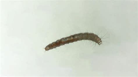 Flea Larvae: How To Treat Them Effectively - PestSeek