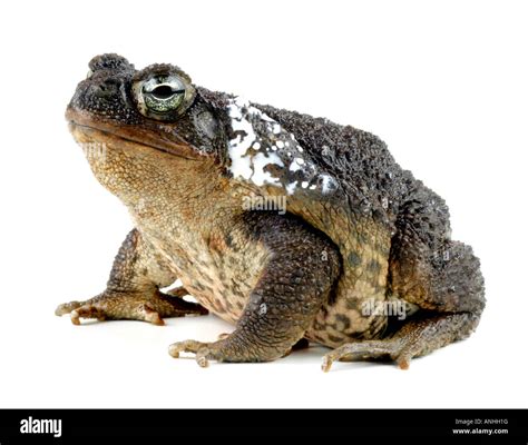 Cane toad poison hi-res stock photography and images - Alamy