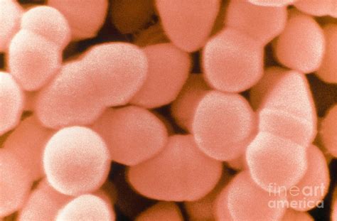 Enterococcus Faecium, Sem Photograph by Scimat - Fine Art America