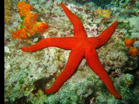 Starfish In Ocean