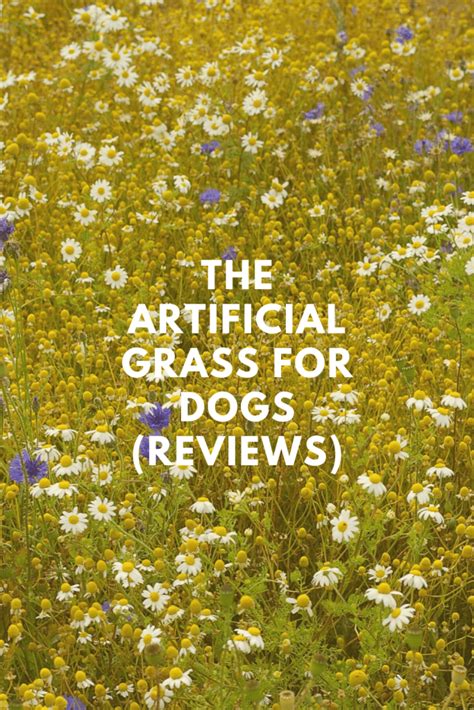 Best artificial grass for dogs (Reviews) - Pets Care Tips