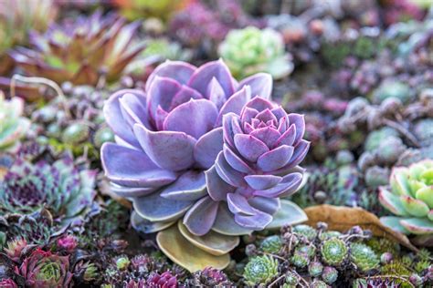 Succulents Wallpapers - Wallpaper Cave