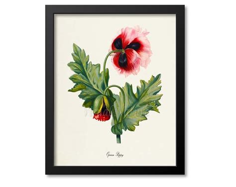 Poppy Flower Art Print Botanical Art Print Flower Wall Art - Etsy