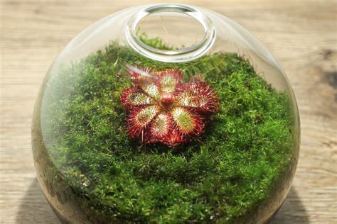 Live Moss Mini Terrarium Carnivorous Sundew Short-leaved | Etsy