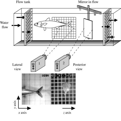 Two models of tail function in fishes: (A) The classic model of ...