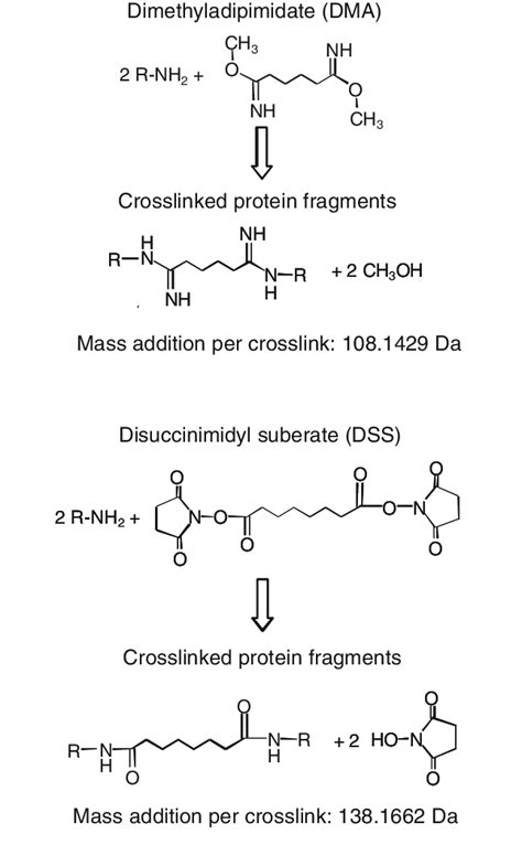 Cross-linking chemistry of DMA and DSS. Dimethyl adipimidate (DMA) and... | Download Scientific ...