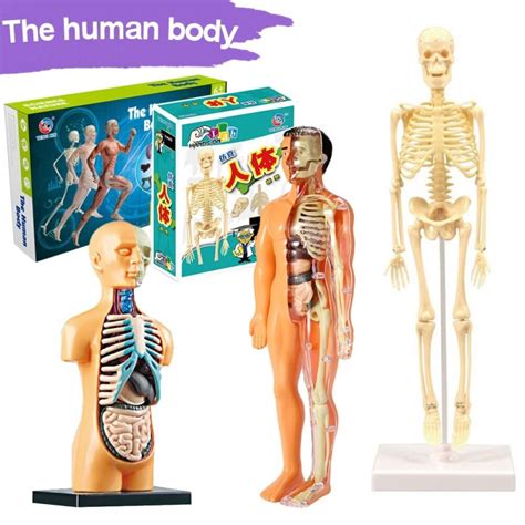 Human torso / skeleton - model anatomy - medical internal organs