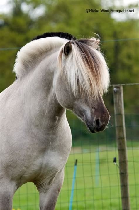 Norwegian Fjord Horse | Fjord horse, Horses, Beautiful horses