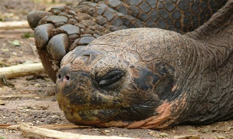 Animales extintos recientemente | Reconocidos en la última década