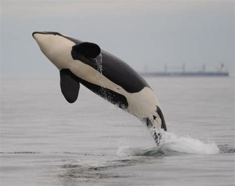 Necropsy on killer whale J-32 reveals orca had full-term fetus | CBC News