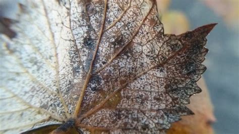 Dry Leaves Micro Photo View Stock Photo - Image of agriculture, garden ...