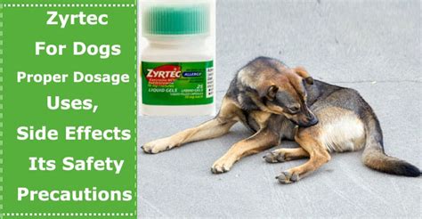 Zyrtec For Dogs: Proper Dosage, Uses, Side Effects and Its Safety Precautions - PetXU