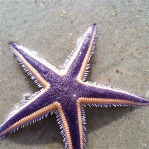 Animal A Day!: Royal Starfish | Beautiful sea creatures, Ocean ...