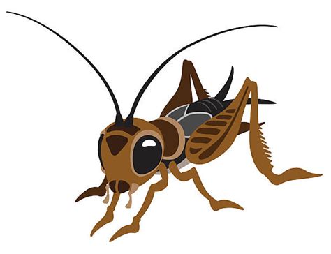 Royalty Free Cricket Insect Clip Art, Vector Images & Illustrations ...