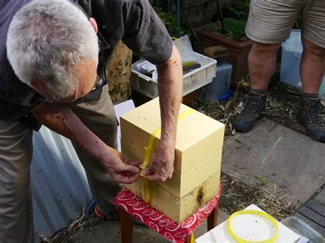 Urban Stingless Beehive: harvesting and splitting - Milkwood: permaculture courses, skills + stories