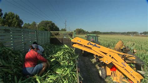 Sweet Corn - Harvest - YouTube